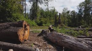 Best Lot and Land Clearing  in Paintsville, KY