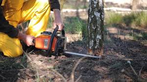 Best Arborist Consultation Services  in Paintsville, KY