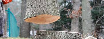 Best Tree Cabling and Bracing  in Paintsville, KY