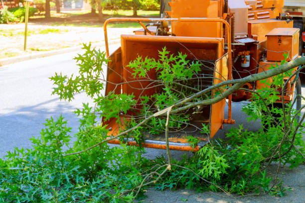 Best Storm Damage Tree Cleanup  in Paintsville, KY