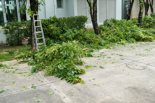 Best Leaf Removal  in Paintsville, KY