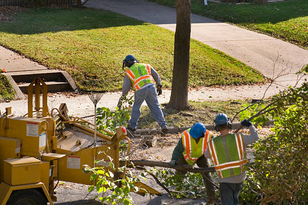 Best Tree Fertilization  in Paintsville, KY
