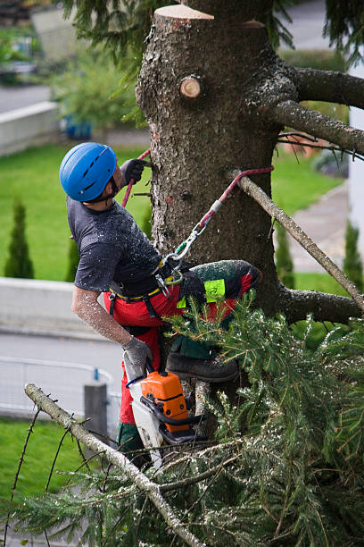 Best Lawn Irrigation Installation and Maintenance  in Paintsville, KY