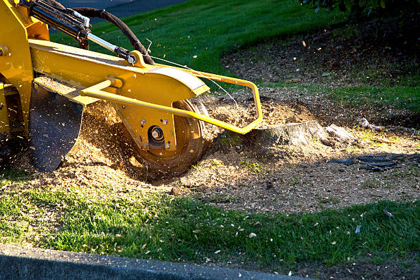 Best Lawn Drainage Solutions  in Paintsville, KY