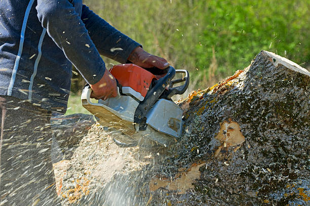 How Our Tree Care Process Works  in  Paintsville, KY